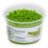131 TC 紫萍 Spirodela polyrrhiza